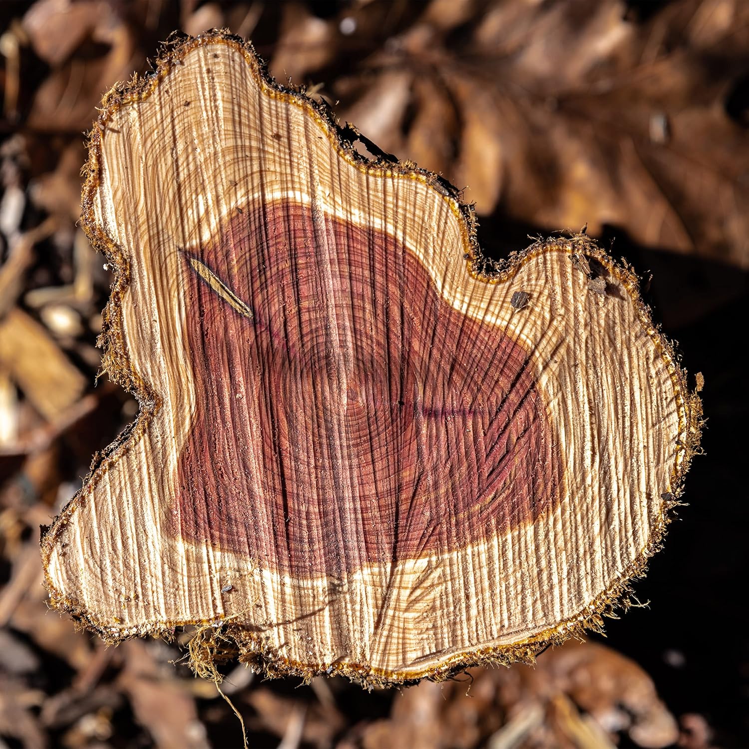 Lavodia 30x Cedar Wood Rings