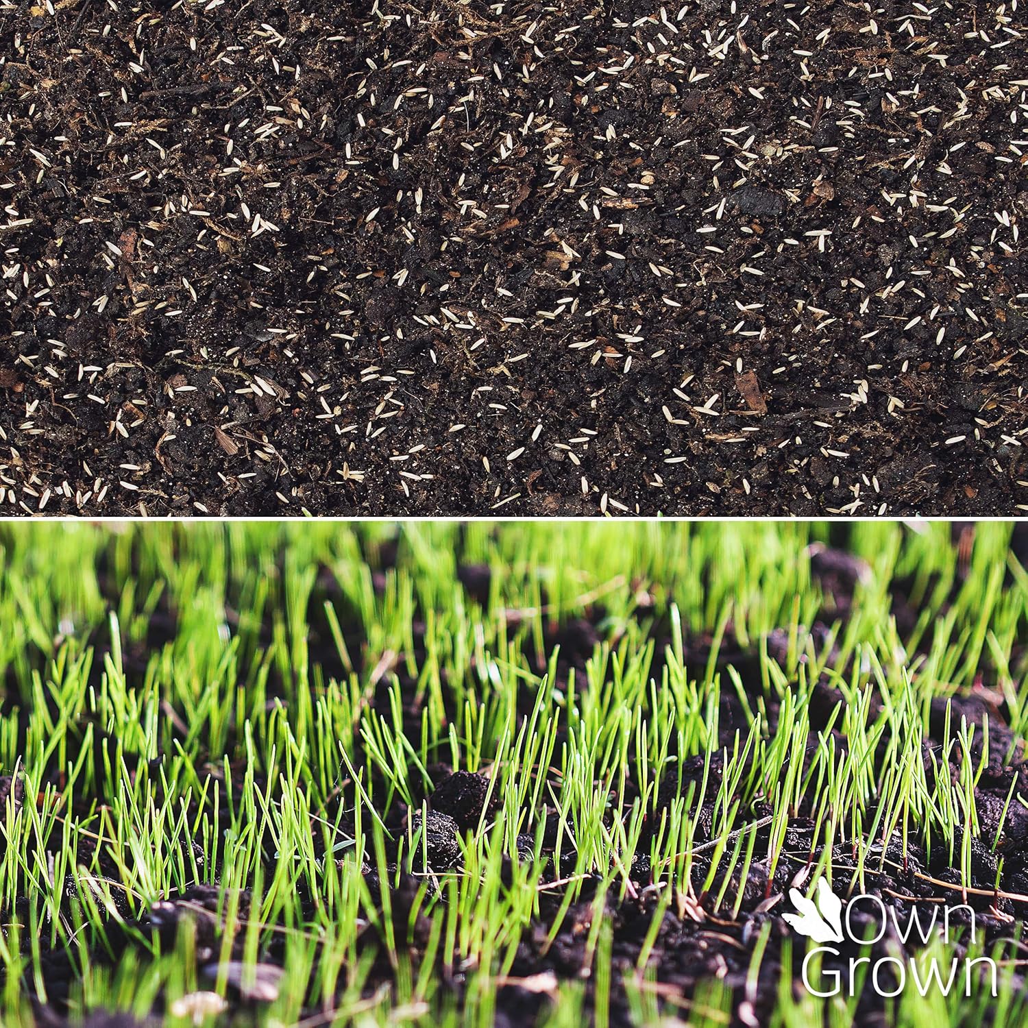 Lawn Seed Pellets: Lawn Repair Grass Seeds 180g à 10m² – Bird Resistant Grass Seed – Lawn Seeds Fast Growing